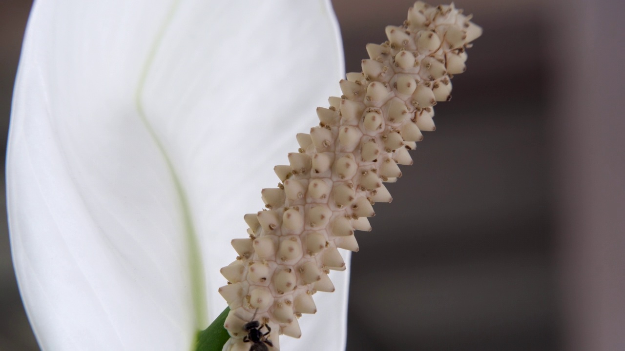 花上无刺蜂视频素材