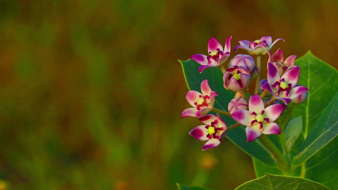 花在Aak (Calotropis)树在塔尔沙漠库奇，拉贾斯坦邦和库奇当地名称akada，美丽的粉红色的Calotropis花视频素材