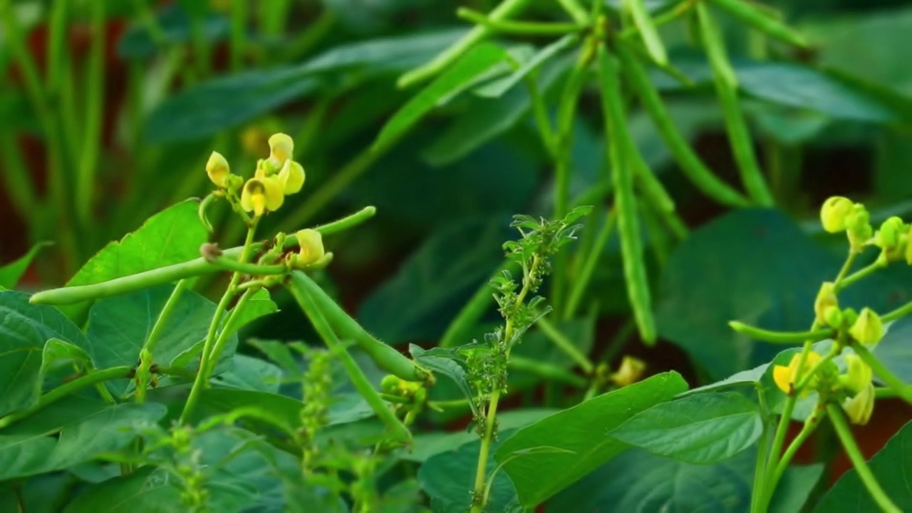 绿豆花，绿豆种植在田间，绿豆和植物的美丽风景，绿豆田的维尼亚，绿豆农业的背景，视频素材