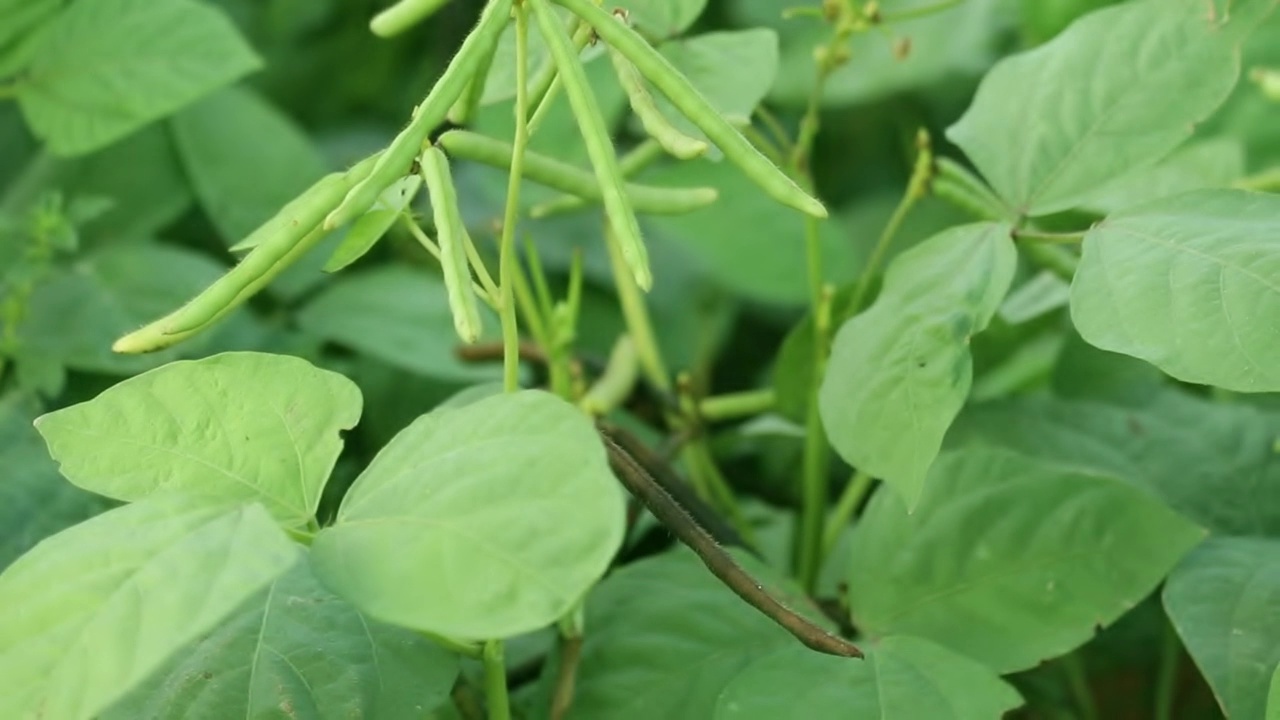 收获绿豆的菜园子，绿豆的农业背景，绿豆的农业园子里带着绿叶，视频素材