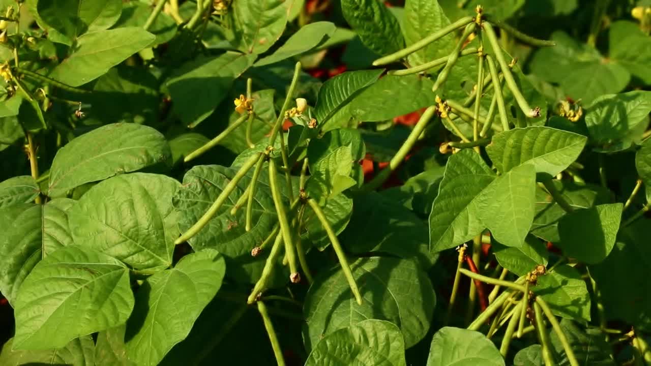 在花园里收获绿色新鲜的豆子，在印度古吉拉特邦种植一束生的月亮豆，绿豆，绿豆，辐射豇豆，绿色月亮的农业概念视频素材