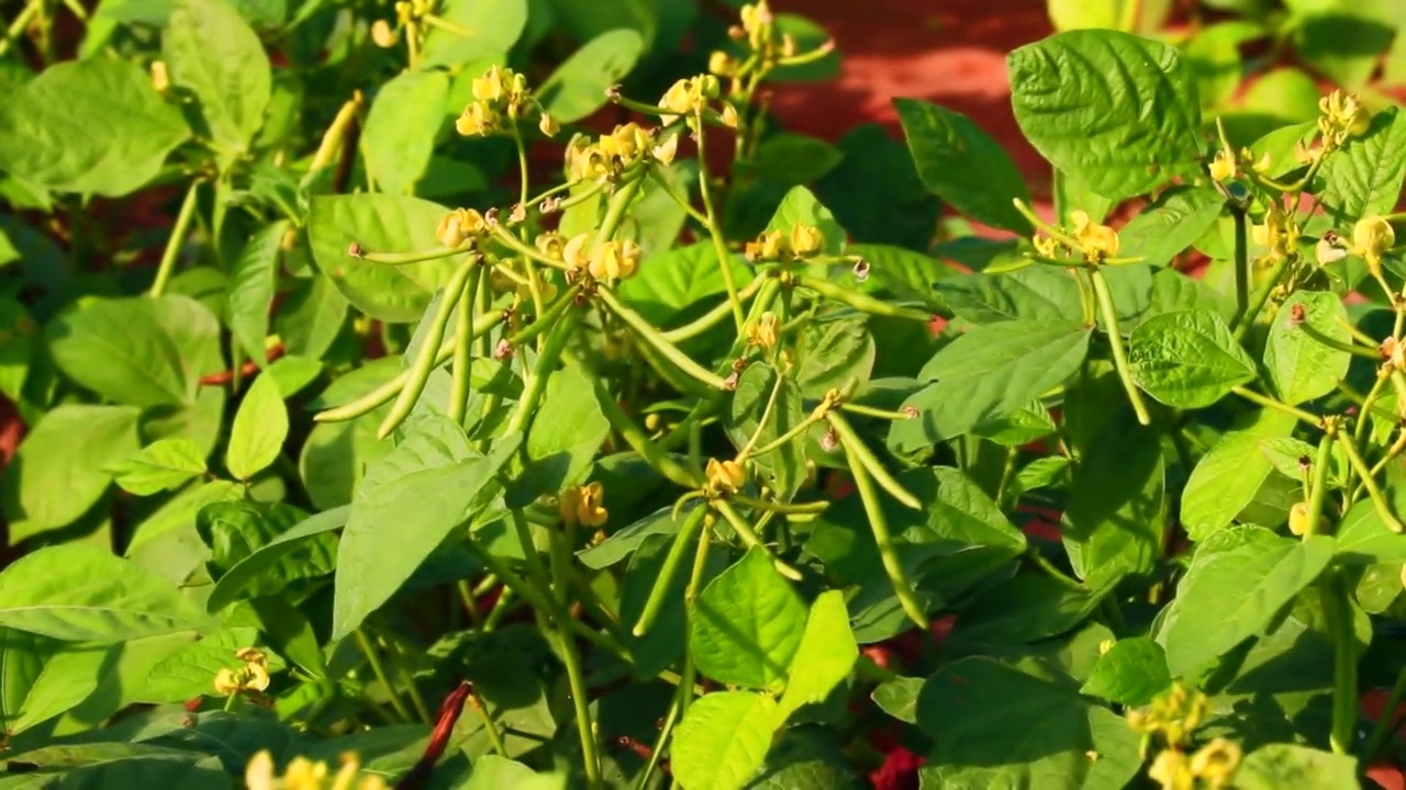 在农场种植绿达尔花卉，种植青芒果豆，在花园里种植青芒果豆，收获青新鲜豆视频素材