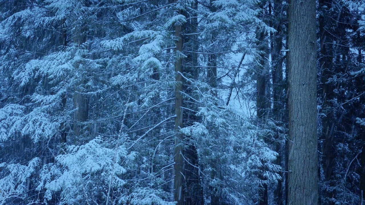 深夜森林里的一场大雪视频素材