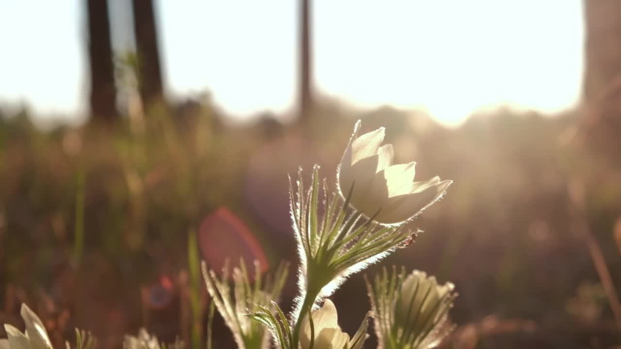 睡草或腰痛-西伯利亚的雪花莲在春天的森林在日落。选择聚焦,特写。视频素材