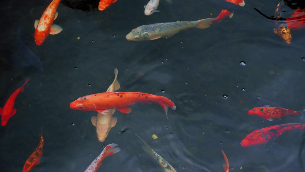 花式鲤鱼在池塘里游泳。鲤鱼或锦鲤在池塘里游泳。水是黑色的，会反光。视频素材