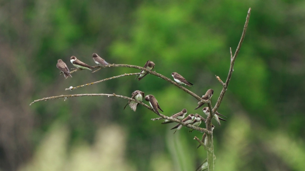 一群鸟类——有领沙Martins (Riparia Riparia)坐在一个干燥的灌木上，在一个夏天的早晨，在雨中清洗他们的羽毛。视频素材