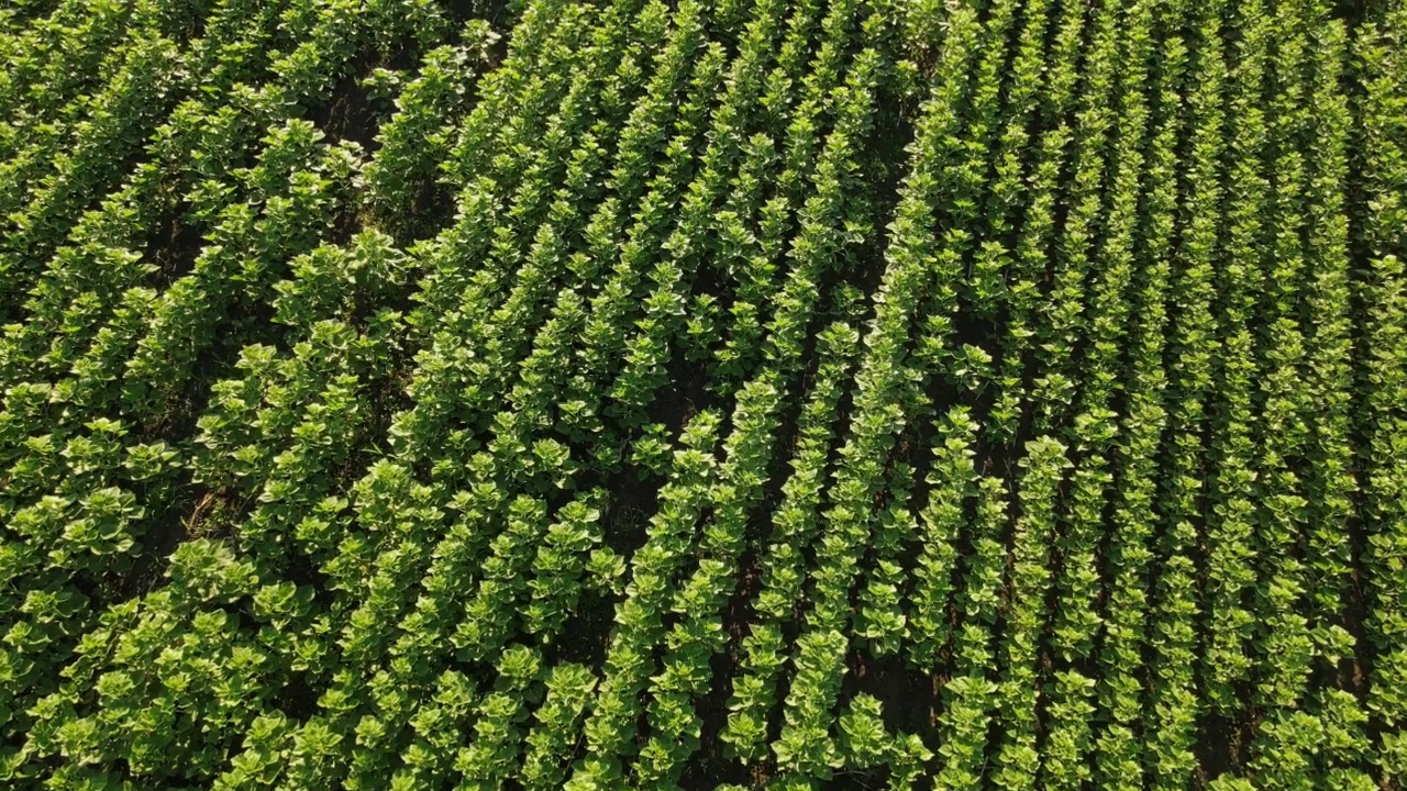 鸟瞰图，俯视图:农田里的向日葵植株视频下载