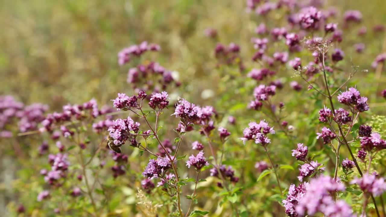 牛至花与蜜蜂近照(牛至)视频素材