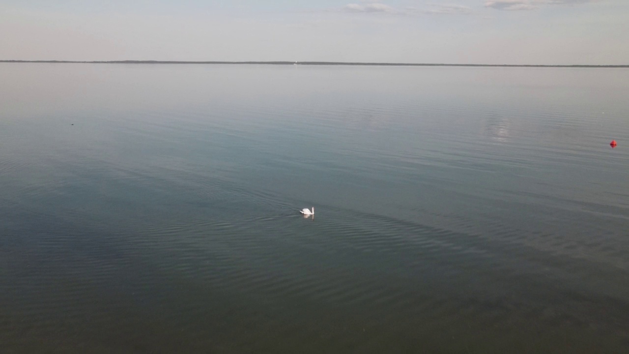 夏天天鹅在湖里游的全景。漂浮在水面上的天鹅的总体计划。鸟瞰图。视频素材