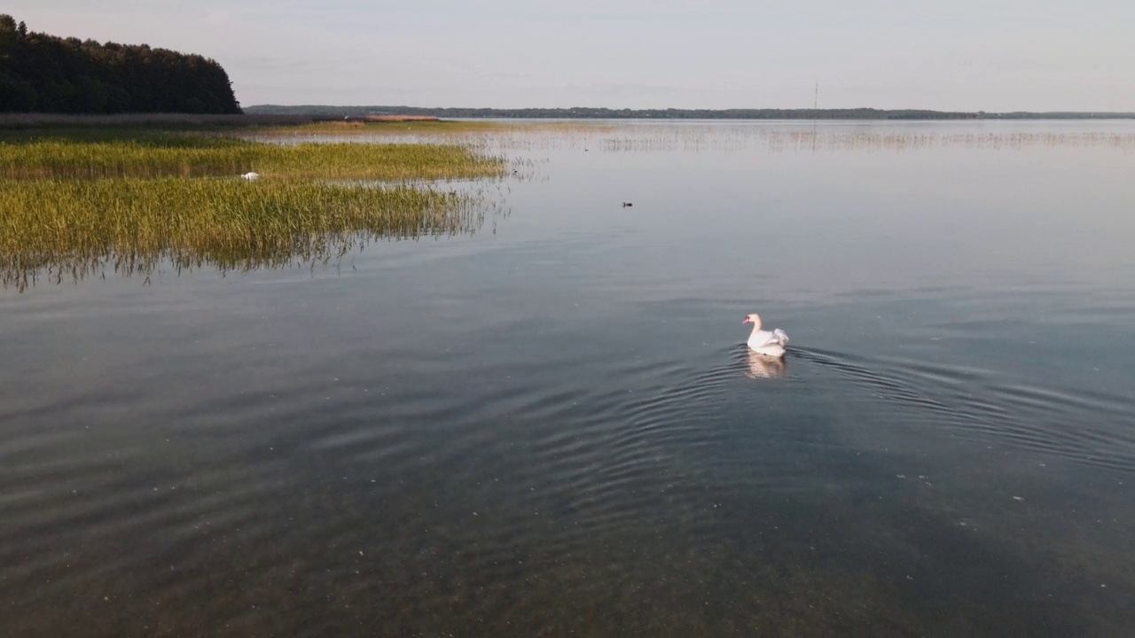 夏天天鹅在湖里游的全景。漂浮在水面上的天鹅的总体计划。鸟瞰图。视频素材