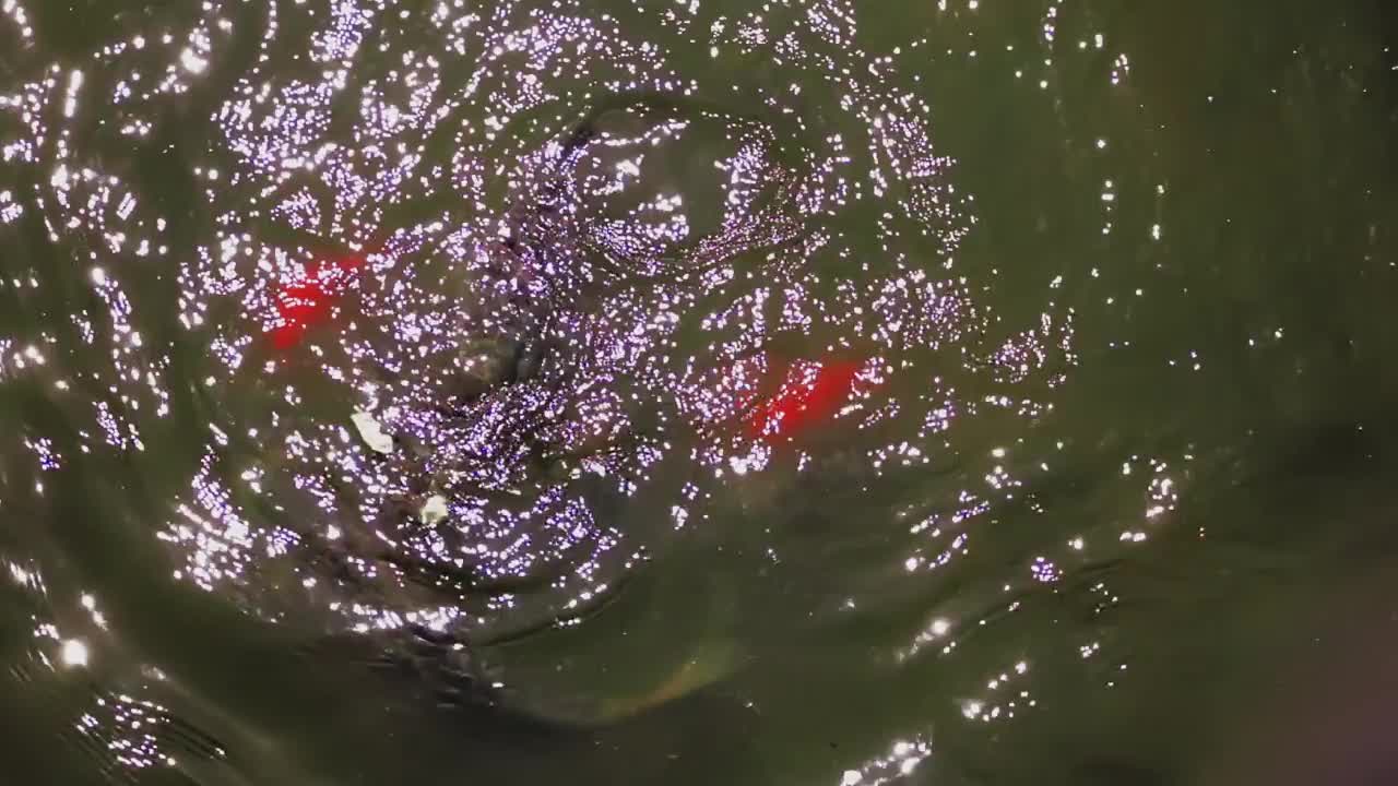 红色的鱼在湖里游泳，太阳明亮地照耀着湖面，投射出阳光视频素材