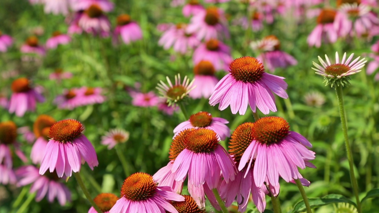 蜜蜂从紫锥菊花中采集花蜜视频素材