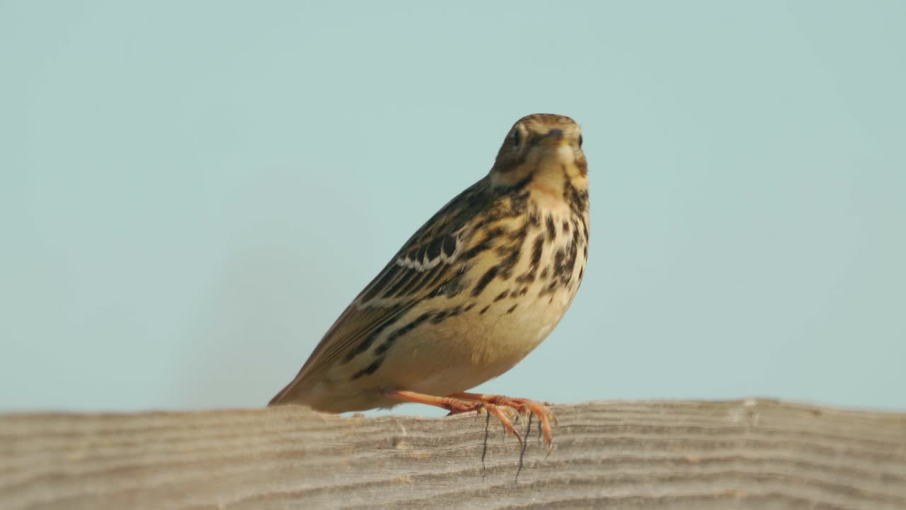 在一个阳光明媚的夏日傍晚，草地鹨(Anthus pratensis)坐在木栅栏上。视频素材