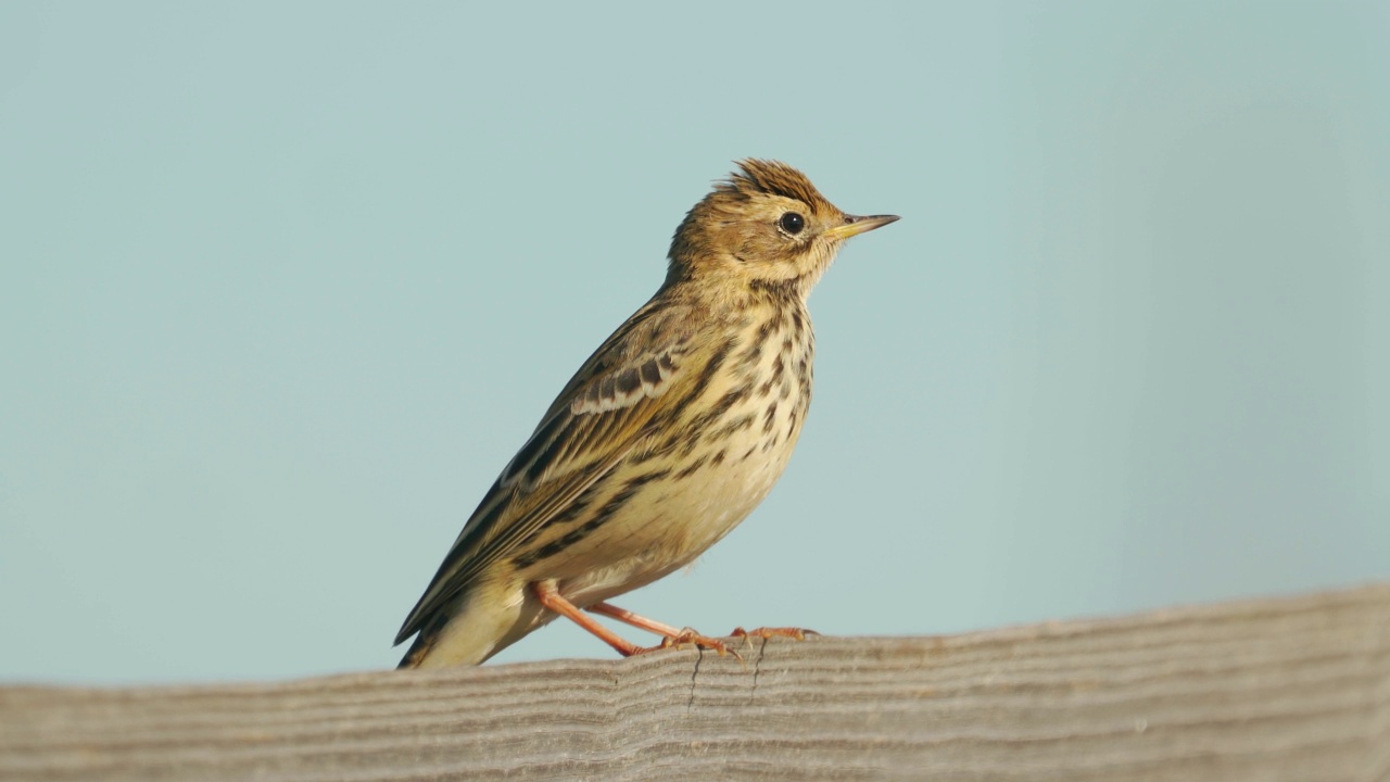 在一个阳光明媚的夏日傍晚，草地鹨(Anthus pratensis)坐在木栅栏上。视频素材