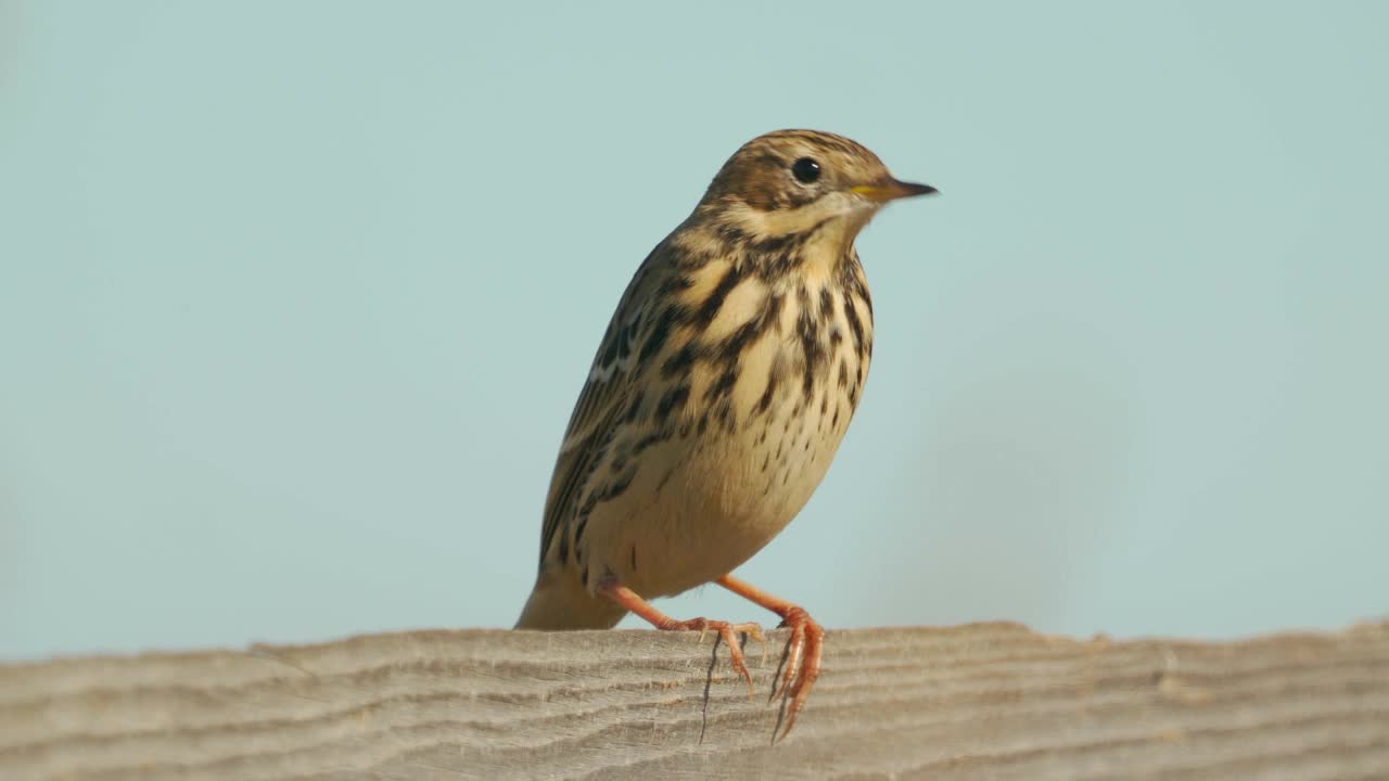 在一个阳光明媚的夏日傍晚，草地鹨(Anthus pratensis)坐在木栅栏上。视频素材