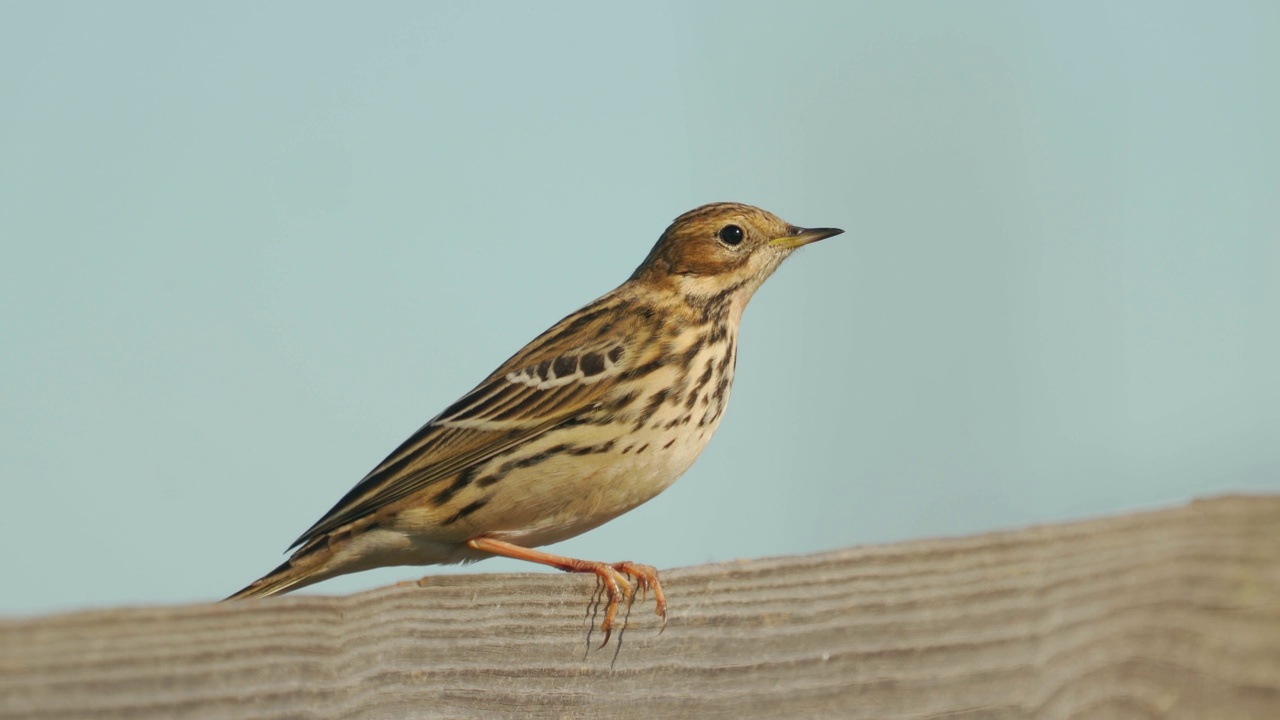 在一个阳光明媚的夏日傍晚，草地鹨(Anthus pratensis)坐在木栅栏上。视频素材