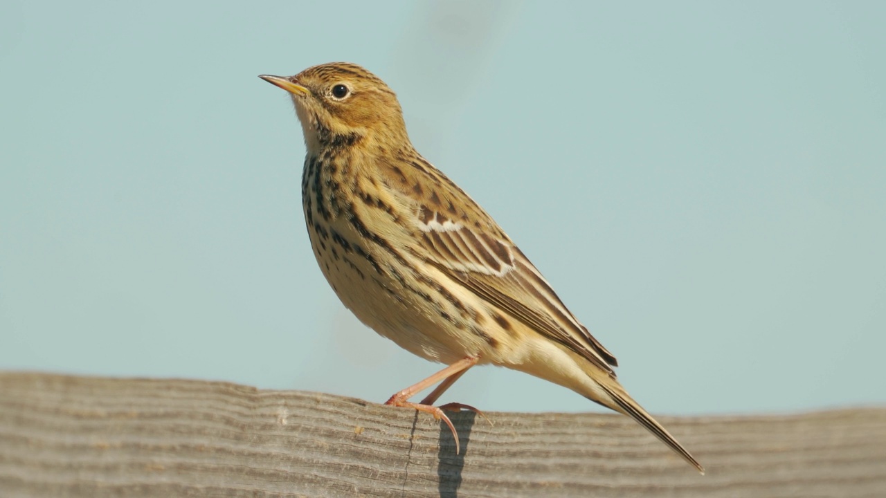 在一个阳光明媚的夏日傍晚，草地鹨(Anthus pratensis)坐在木栅栏上。视频素材