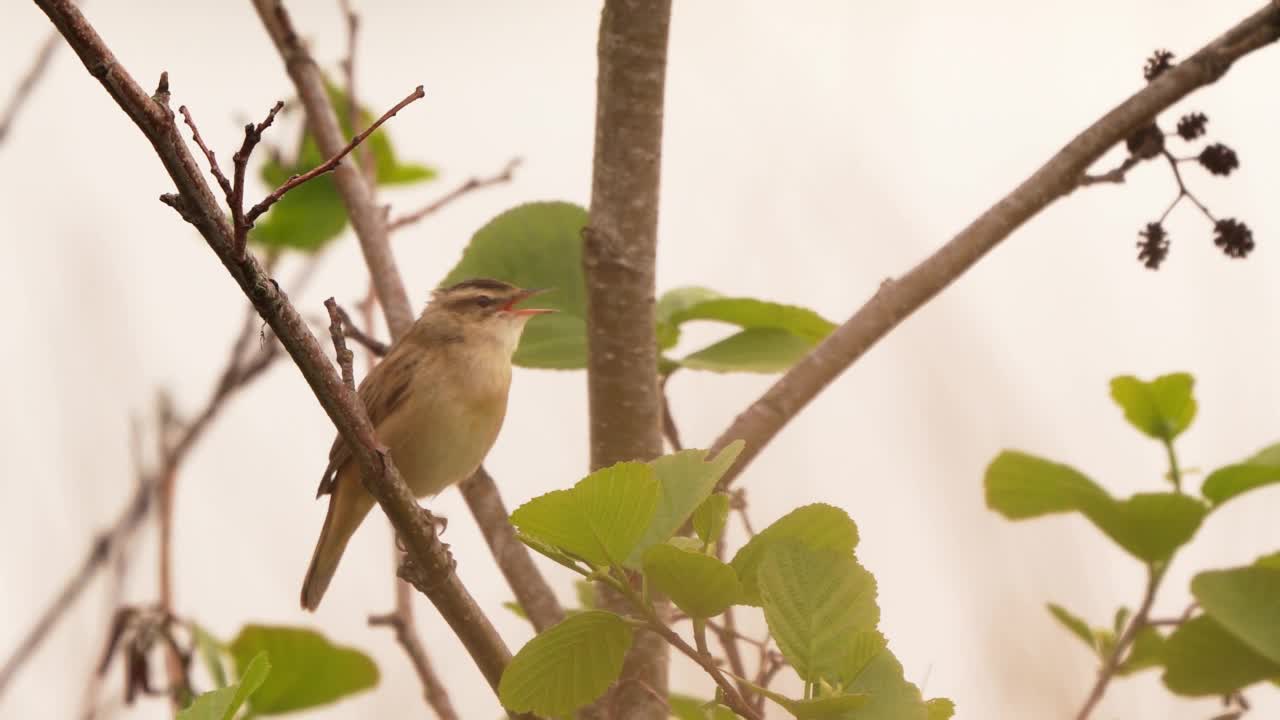 莎草莺(Acrocephalus schoenobaenus)在树上用它的声音唱歌视频素材