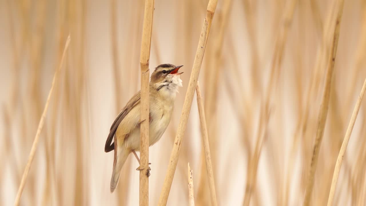 一只莎草莺(Acrocephalus schoenobaenus)在芦苇中歌唱视频素材