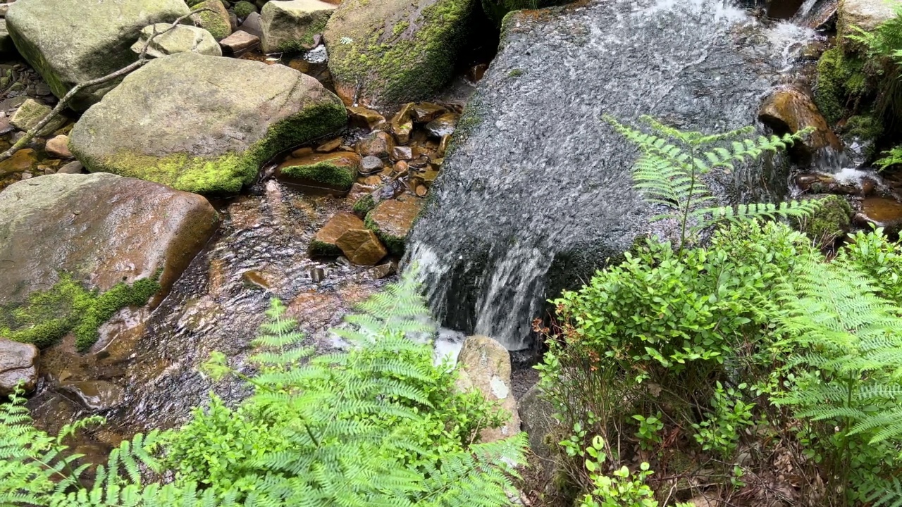 无人机拍摄的天然林地溪流视频素材