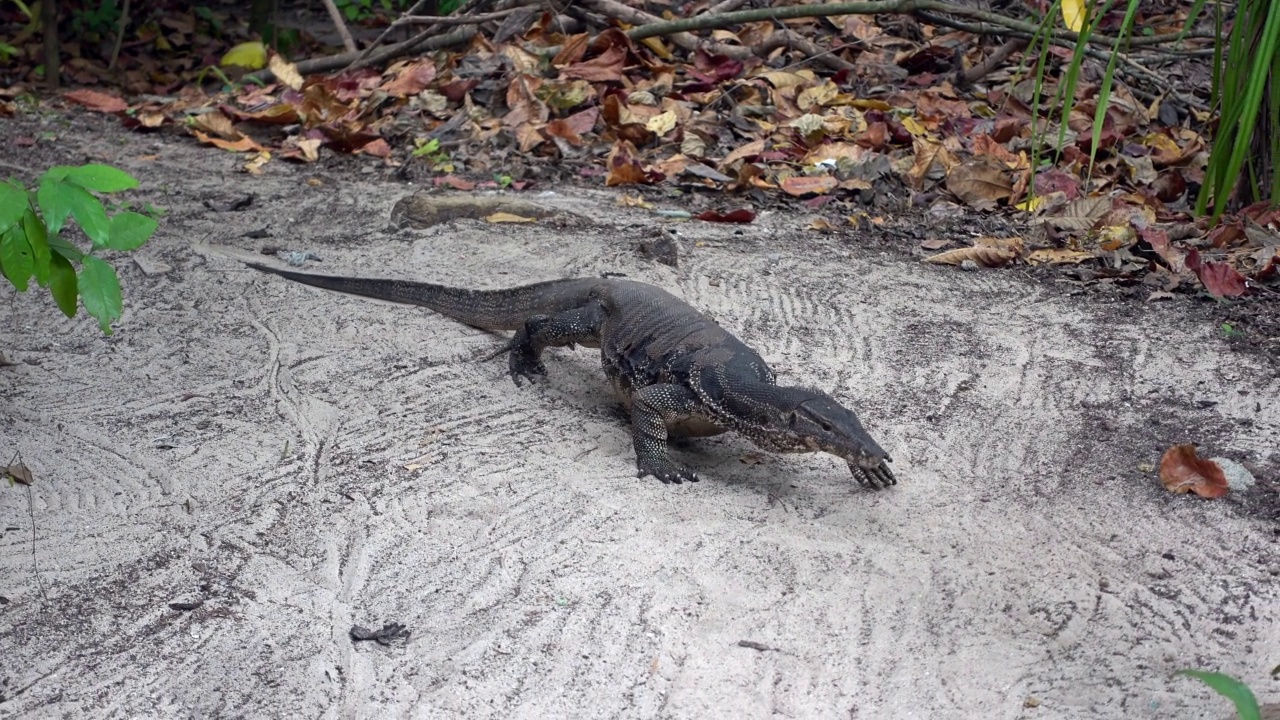 大型亚洲水蜥从丛林漫步到海滩。Varanus salvator也是常见的水监视器，大型varanid蜥蜴，原产于南亚和东南亚。泰国，高香岛视频素材