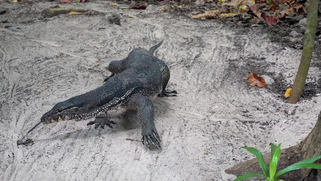 大型亚洲水蜥从丛林漫步到海滩。Varanus salvator也是常见的水监视器，大型varanid蜥蜴，原产于南亚和东南亚。泰国，高香岛视频素材