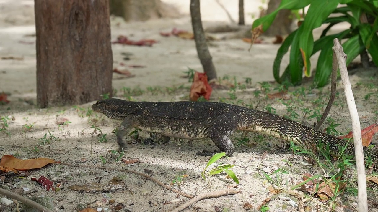 大型亚洲水蜥从丛林漫步到海滩。Varanus salvator也是常见的水监视器，大型varanid蜥蜴，原产于南亚和东南亚。泰国，高香岛视频素材