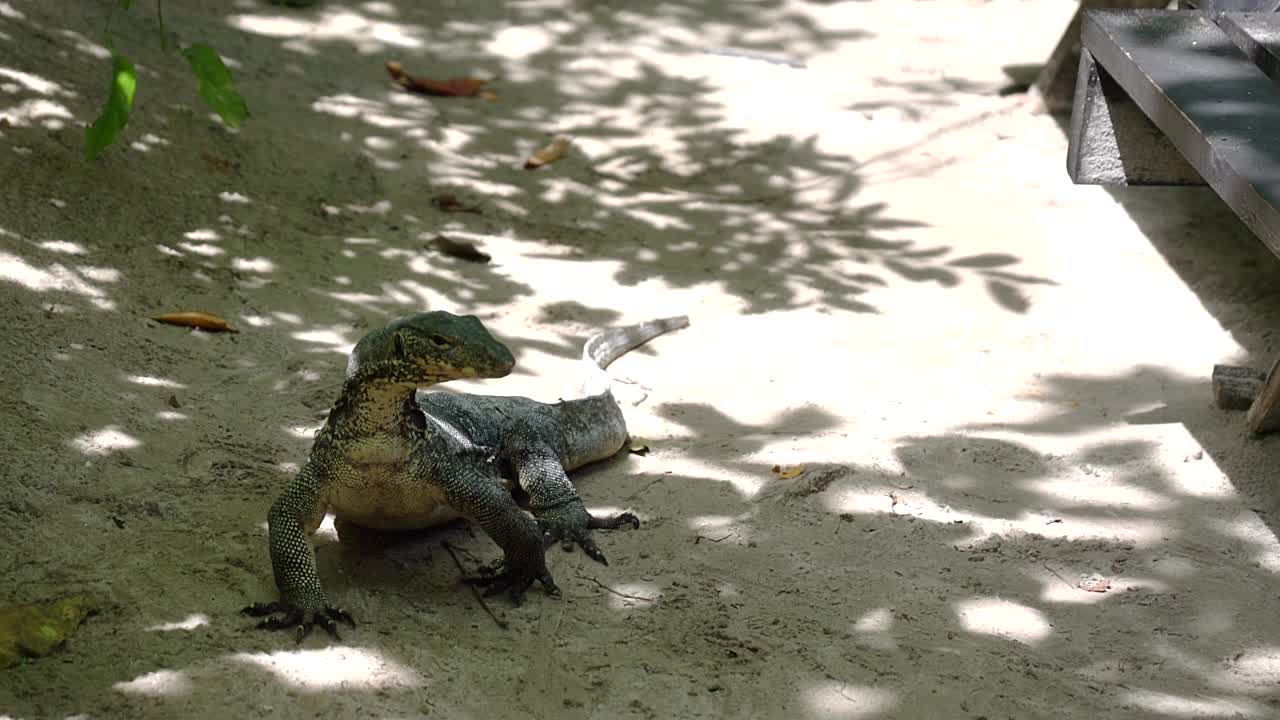 大型亚洲水蜥从丛林中走出来，钻到桌子底下。Varanus salvator常见的水监视器，大型变种蜥蜴，原产于南亚和东南亚。泰国，高香岛视频素材