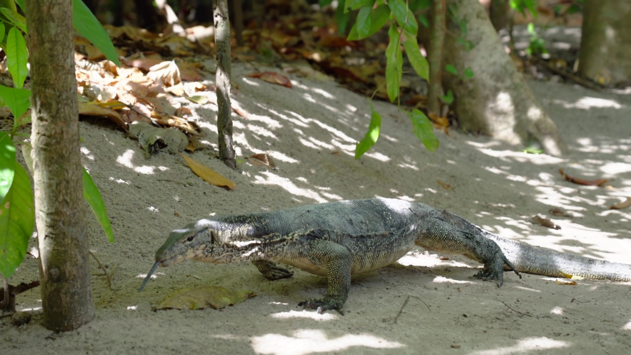 大型亚洲水蜥从丛林漫步到海滩。Varanus salvator也是常见的水监视器，大型varanid蜥蜴，原产于南亚和东南亚。泰国，高香岛视频素材