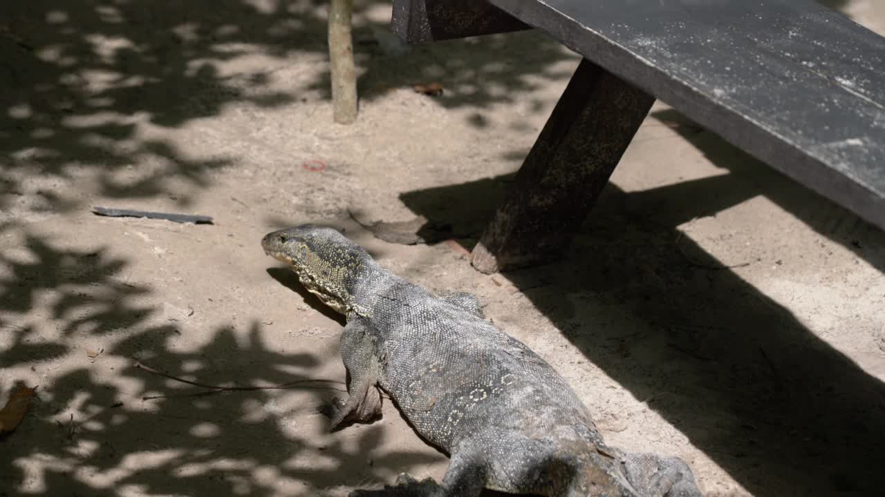 大型亚洲水蜥从丛林中走出来，躺在桌子上。Varanus salvator常见的水监视器，大型变种蜥蜴，原产于南亚和东南亚。泰国，高香岛视频素材