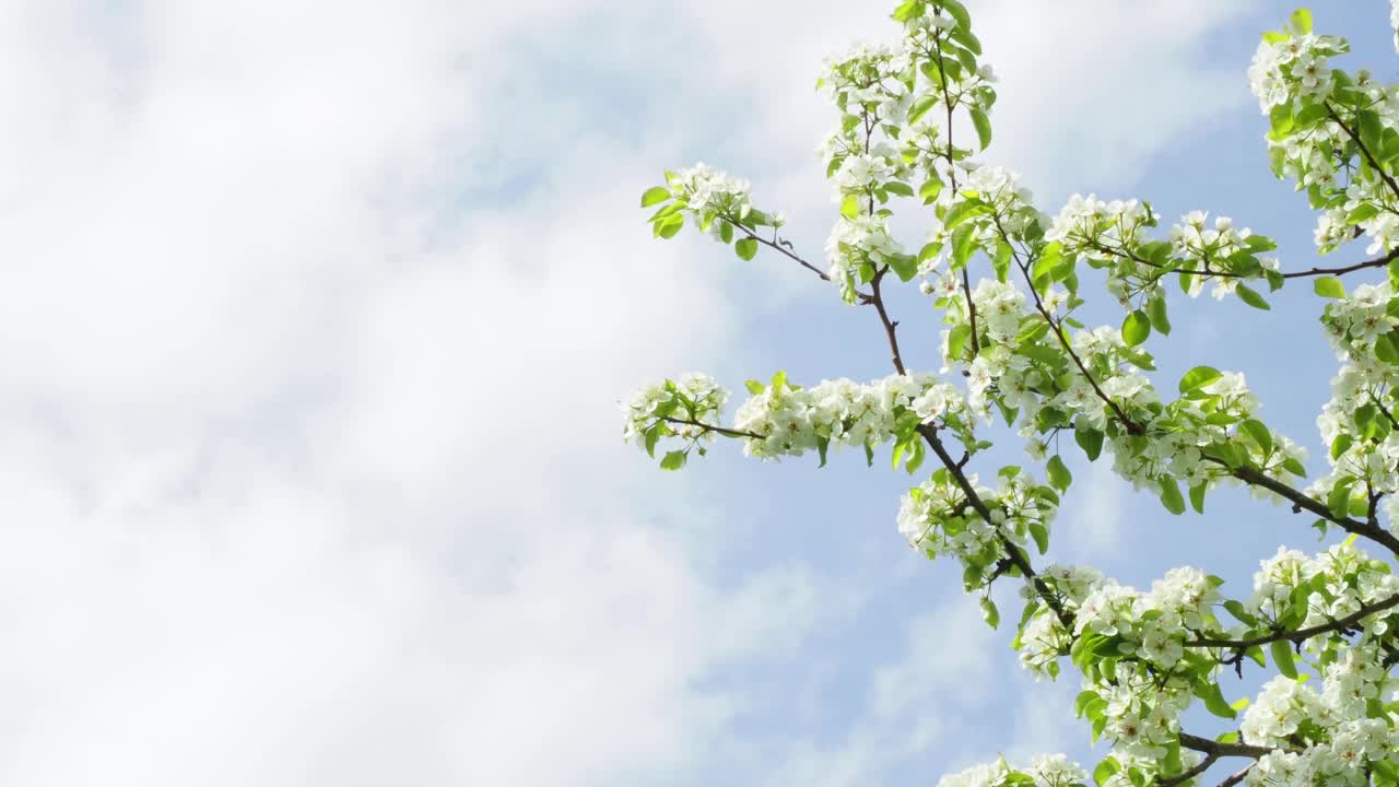 美丽的梨花在一个模糊的平静的背景。梨花拷贝空间视频素材