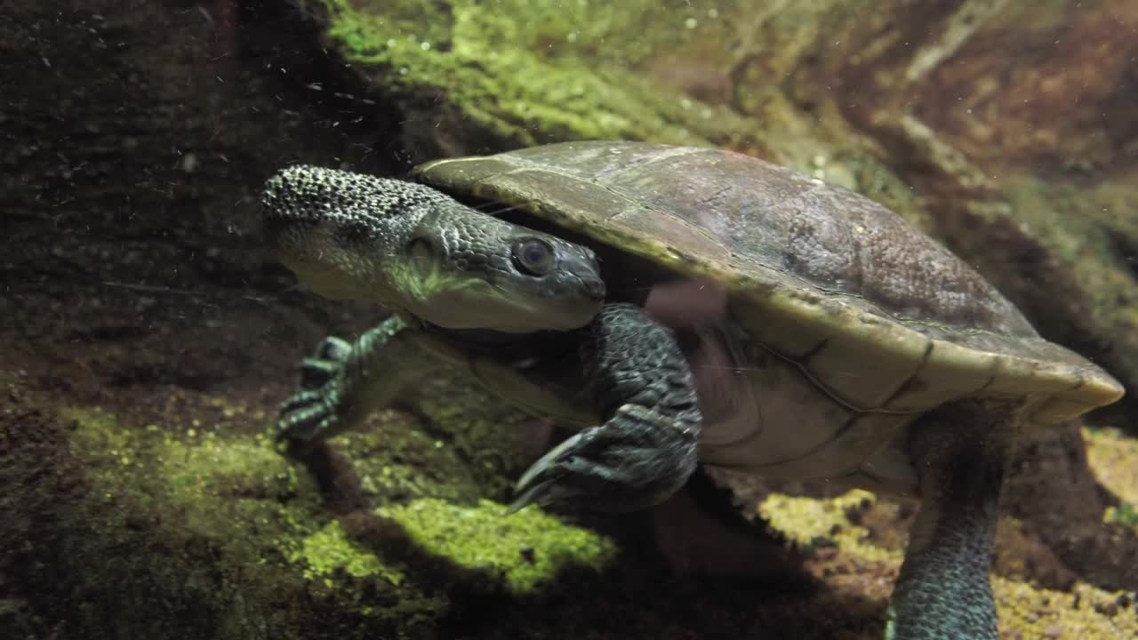 罗提岛蛇颈龟(Chelodina mccordi)视频素材