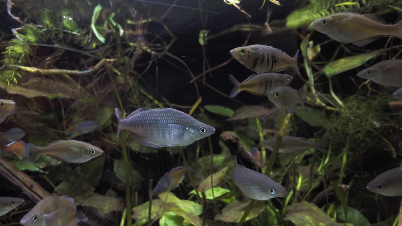 水族馆里的异国热带鱼视频素材