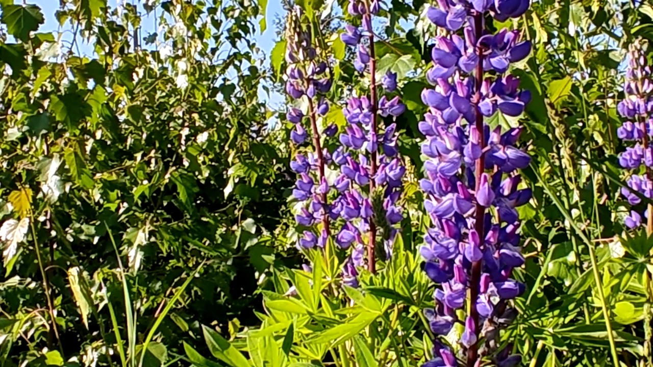 露豆，或狼豆(Lupinus):豆科(豆科)植物的一个属。视频素材