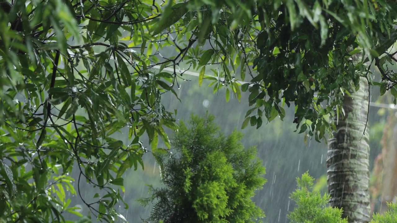 雨在自然界中视频素材