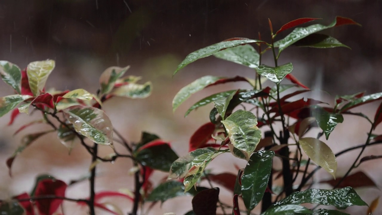 雨天视频下载