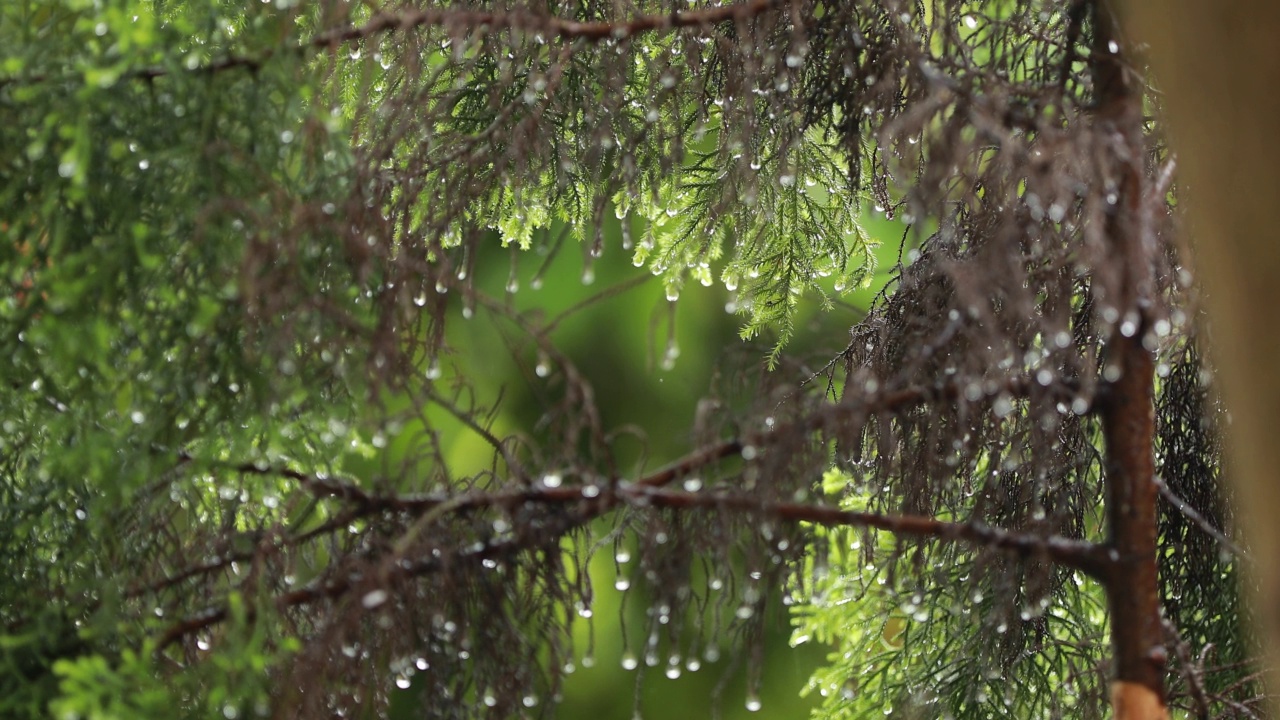 雨天视频下载