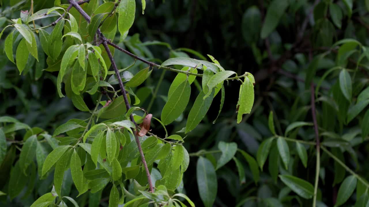 雨滴在绿叶上，电影的观点视频素材