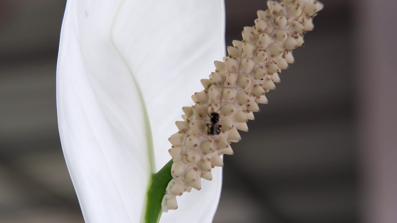 花上无刺蜂视频素材