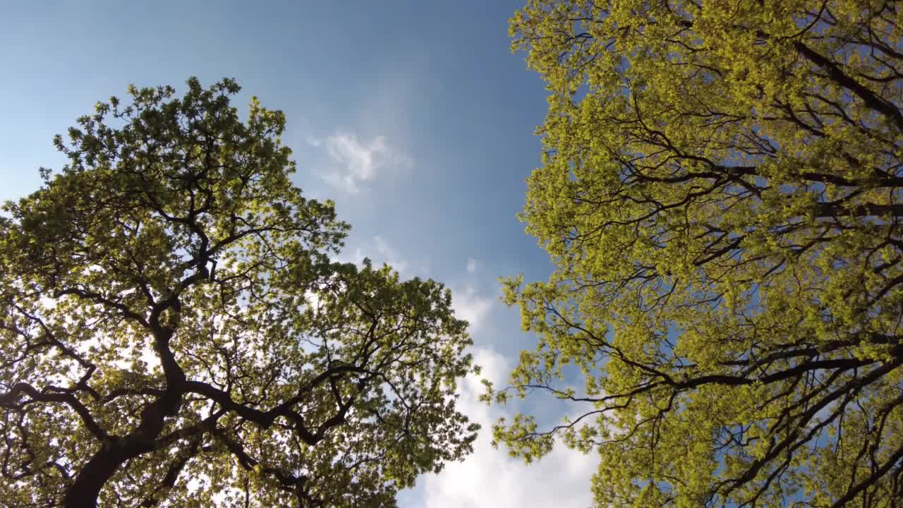 多云天空下的低角度树景视频下载