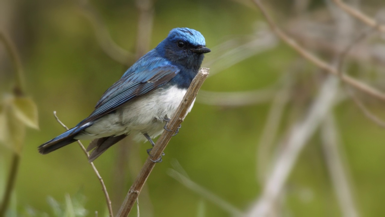 坐在树枝上的Cyanoptila cyanomelana(蓝白捕蝇草)/韩国视频素材