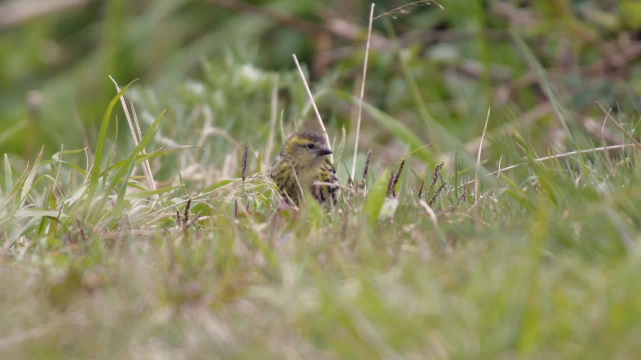 Emberiza chrysophrys(黄眉旗)坐在田野上觅食/韩国视频素材