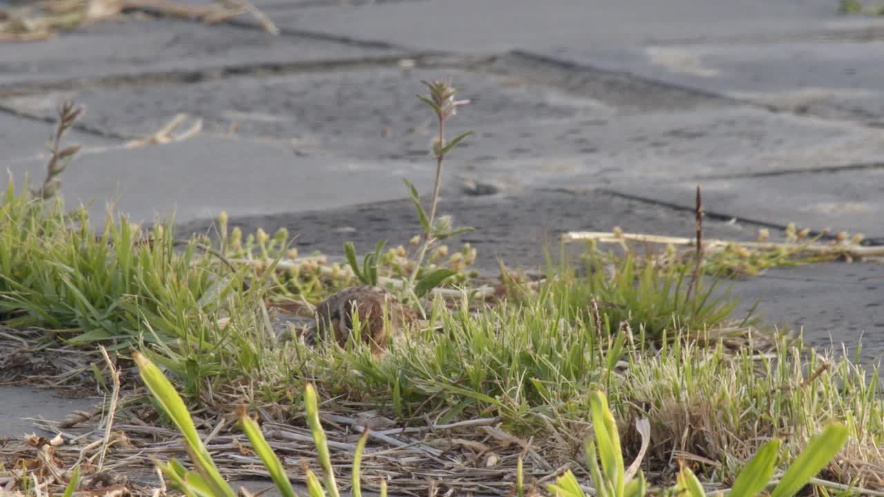 Emberiza pusilla(小旗)在灌木丛中觅食/韩国视频素材