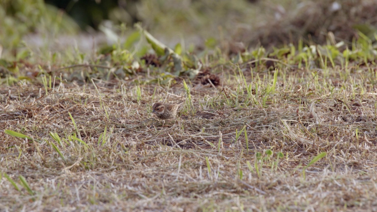 Emberiza pusilla(小旗)在场上行走/韩国视频素材