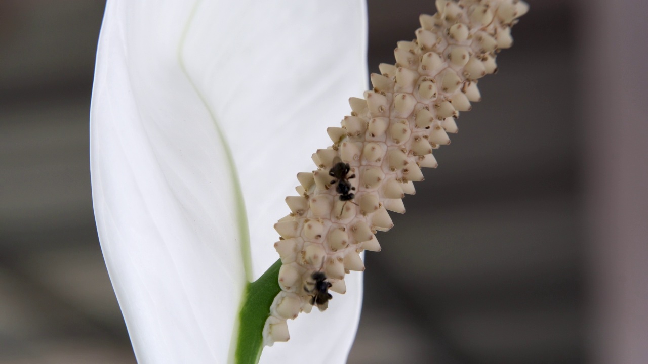 花上无刺蜂视频素材