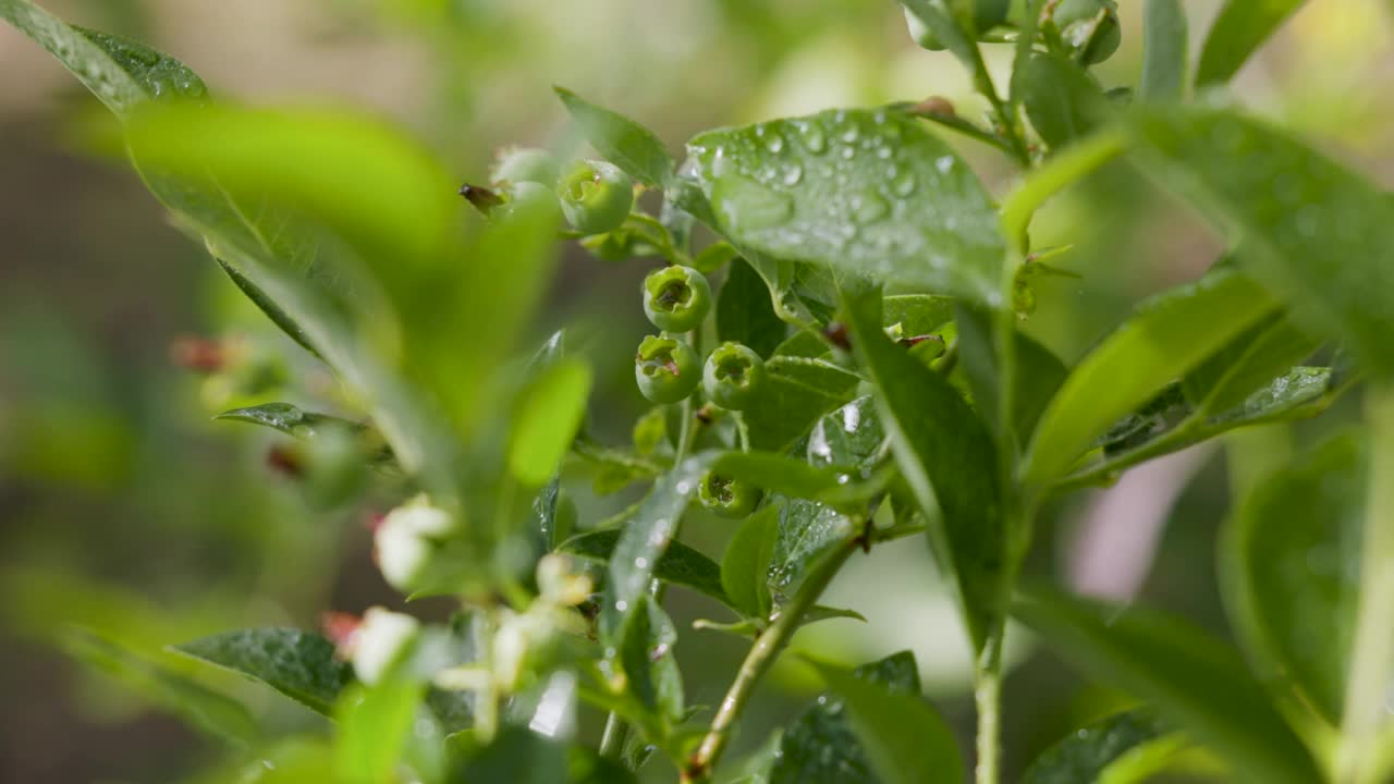 灌木的非灰，雨后沾着水珠落在树叶上视频素材