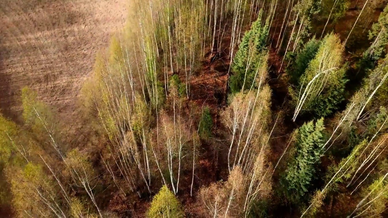 空中倾斜拍摄山上的住宅，无人机飞越森林树木-费尔班克斯，阿拉斯加视频素材