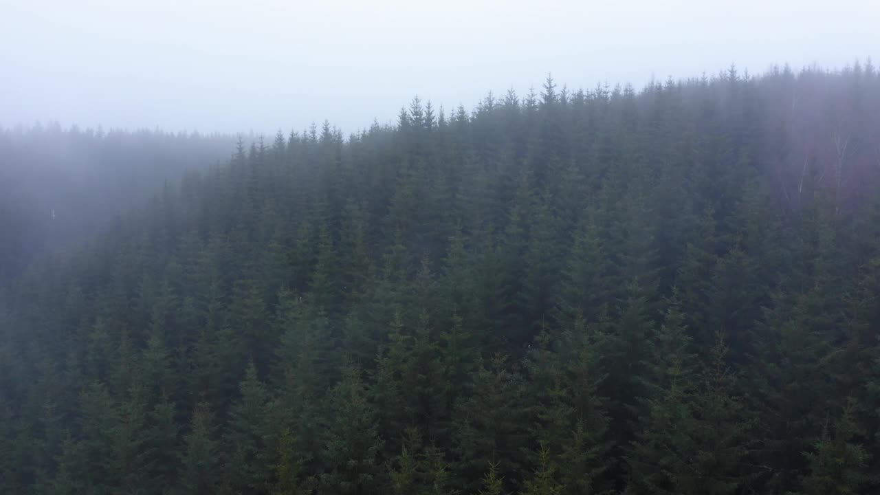 航拍美丽的图林根森林，无人机向前飞越冷杉树视频素材