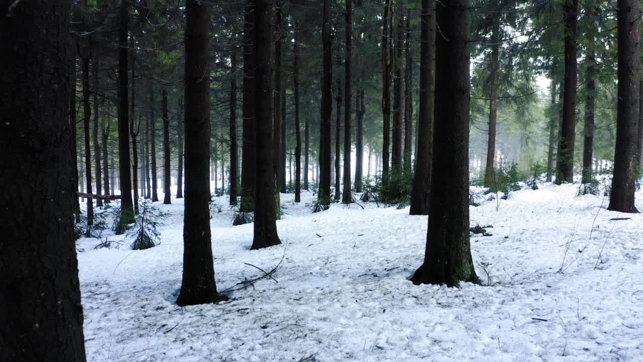 图林根森林雪域上冷杉树的田园风光视频素材