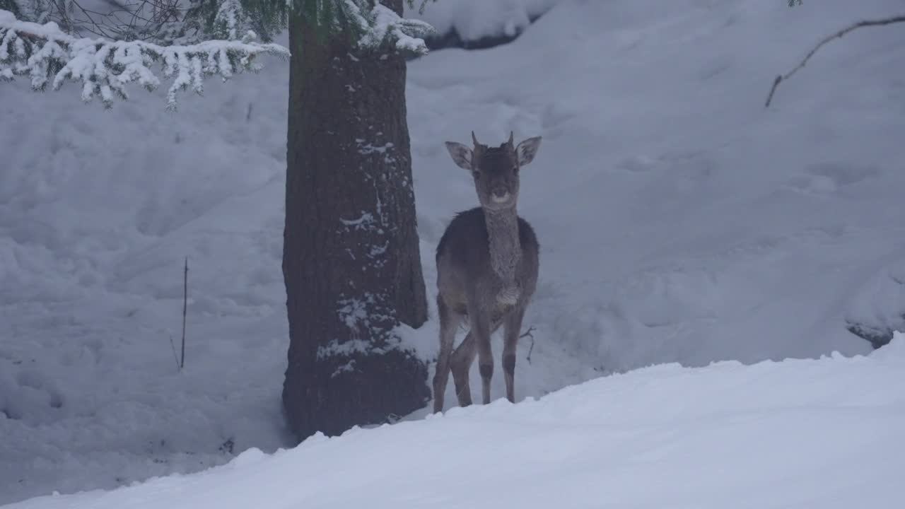 德国图林根州，小鹿站在雪地上的照片视频素材